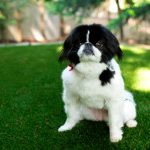 Imperial Beach Pet Turf Installation, Artificial Pet Turf Company