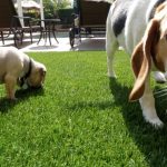 Synthetic Pet Turf Company Imperial Beach, Artificial Pet Grass Backyard Installation