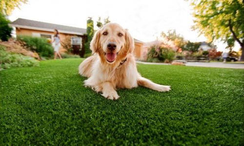 Synthetic Grass For Dogs Imperial Beach, Artificial Lawn Dog Run Installation