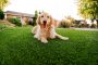 Synthetic Grass For Dogs Imperial Beach, Artificial Lawn Dog Run Installation