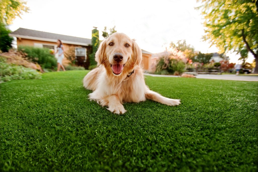 Synthetic Grass For Dogs Imperial Beach,