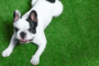 ▷Artificial Turf Is Better Than Natural Grass For Pets Imperial Beach