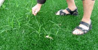 Artificial Grass Maintenance Tips Imperial Beach