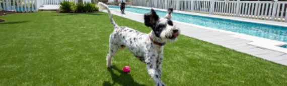 ▷Top Things To Know Before You Buy Artificial Turf For Pets Imperial Beach