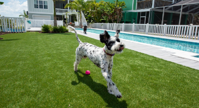 Top Things To Know Before You Buy Artificial Turf For Pets Imperial Beach